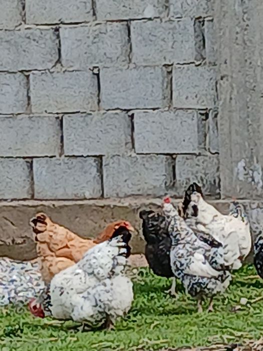 Продам домашних  кур
