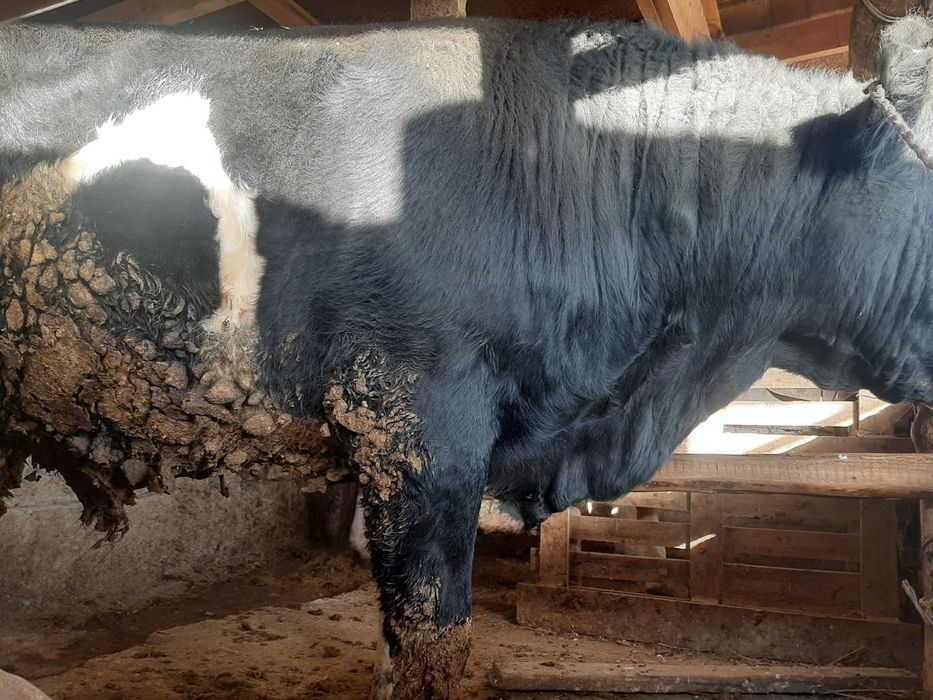 2.6жас бұқа сатылады.