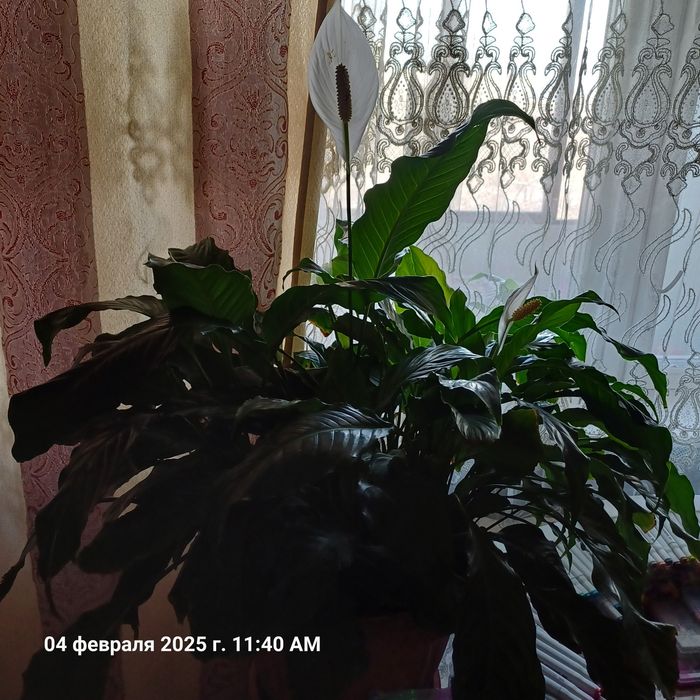 Растение Спатифиллум