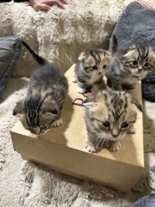 Sotamiz mushu  1,5 oy  parodase gibrit sokoch pold bilan bingalskiy