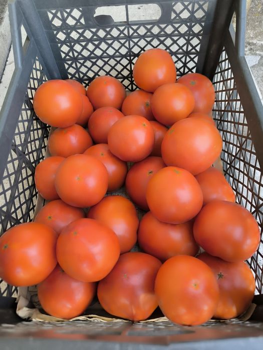 Продам помидоры домашние