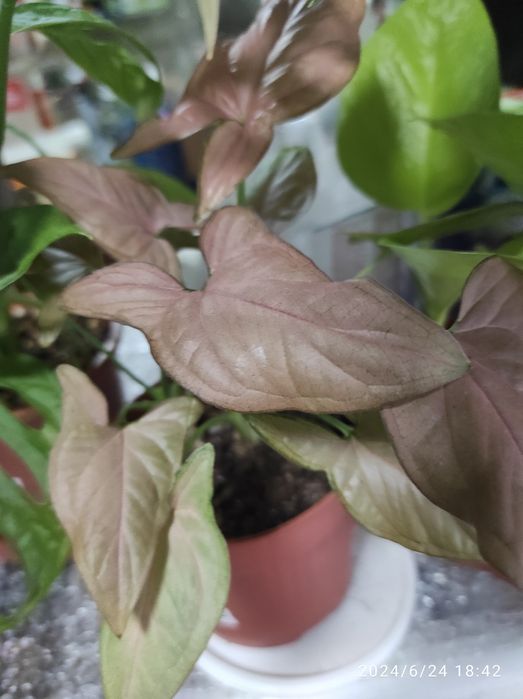 Комнатные растения