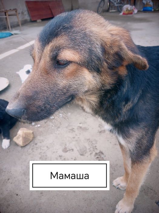 Собачка продаётся