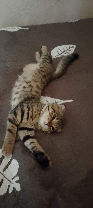 Котёнок вислоухая