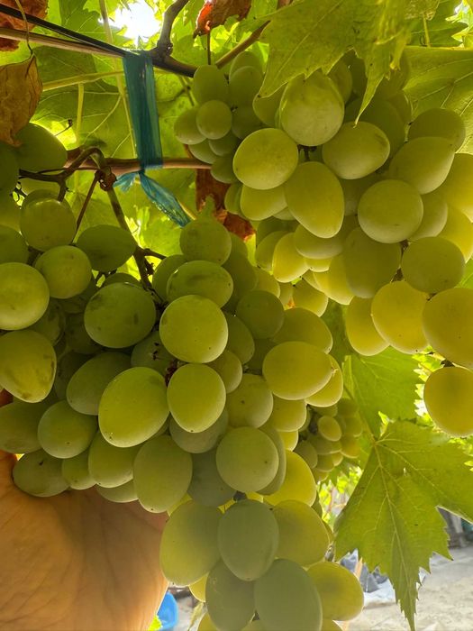 Vand struguri de masa albi