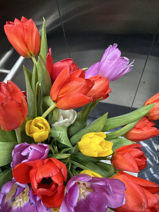 Тюльпан ЦветыТюльпаныГүл