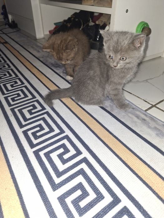Дарю котят девочек