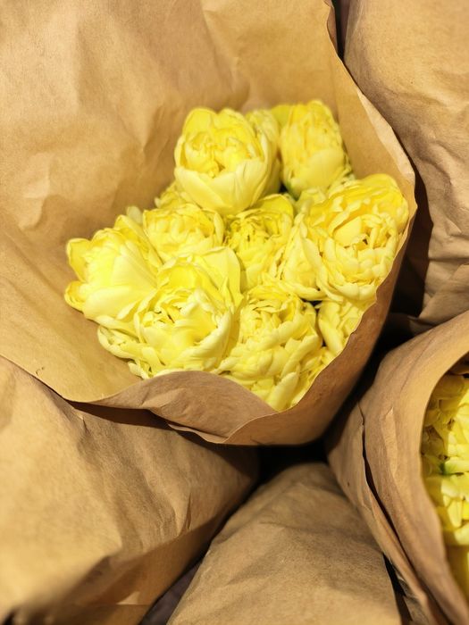 тюльпаны акция! От 140 до 400тг