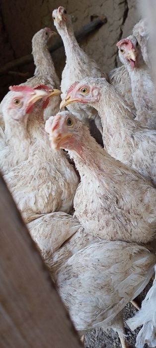 Juja , joʻja , joja , jo'ja lar sotiladi.