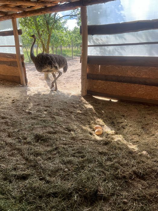 Struti reproducatori