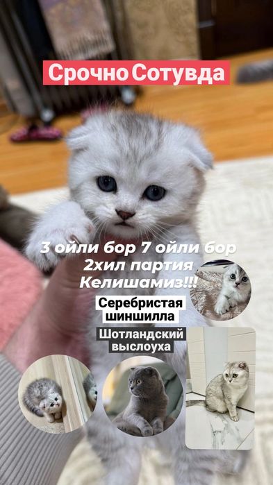 Серебристая шиншилла и Шотландский выслоуха