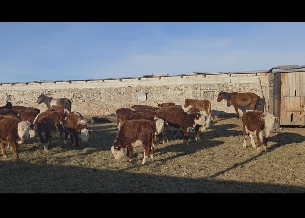 Продам телок белоголовые, племенные.
