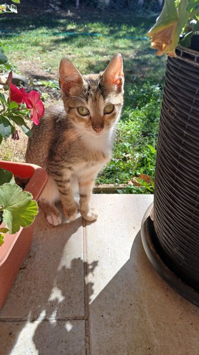 Donez pui pisica