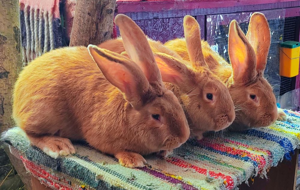 Masculi Urias german  Galben