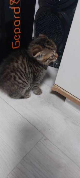 Шотландскии котёнок девочка.