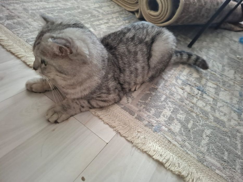 Отдам даром кошку
