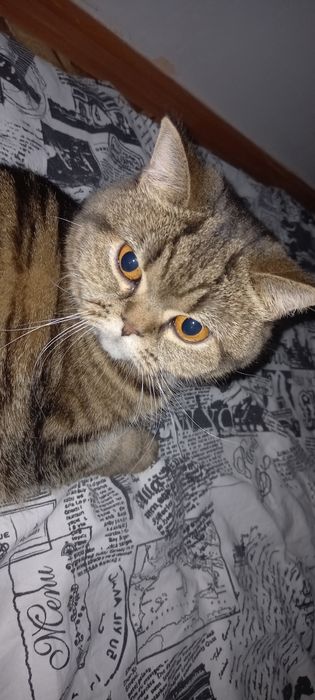 Отдам британку в добрые руки!