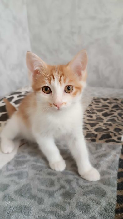 Котята в добрые и заботливые руки