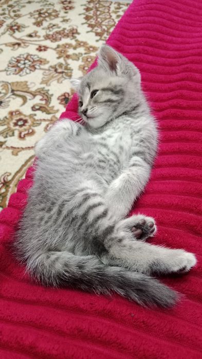 Отдам котенка мальчик