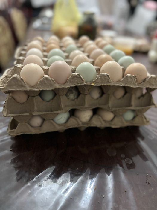 Инкубационные яйца