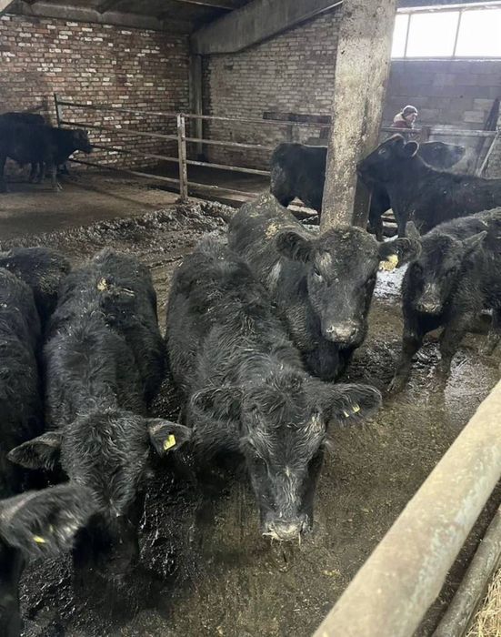 Angus buqalar sotiladi 17 million