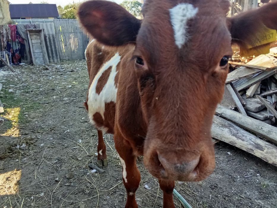 Продам теленка Ближнее белое