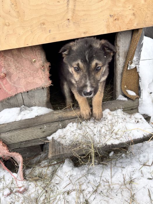 1 мальчишка и 2 девчушки ищут дом