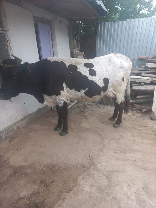 продам корову дойная