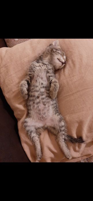 Маленький котёнок