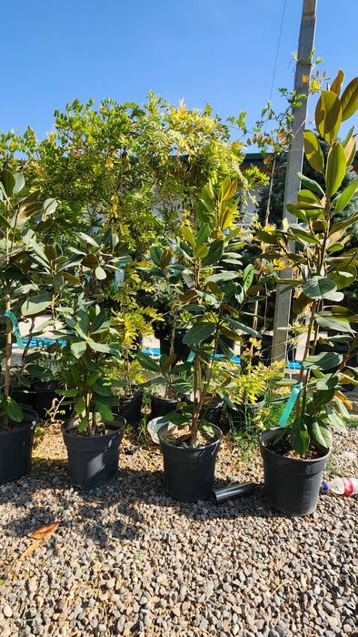 Магнолия. Грандифлора . Литл Джим. Буйи 1.20 - 1.40 см.