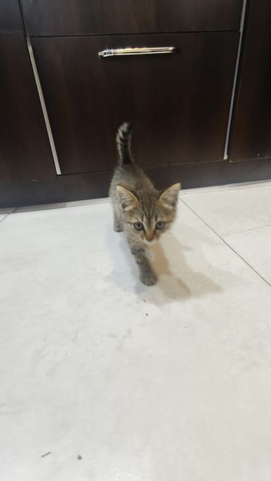 Котёнка отдам в добрые руки