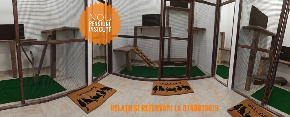Pensiune pentru pisici Constanța