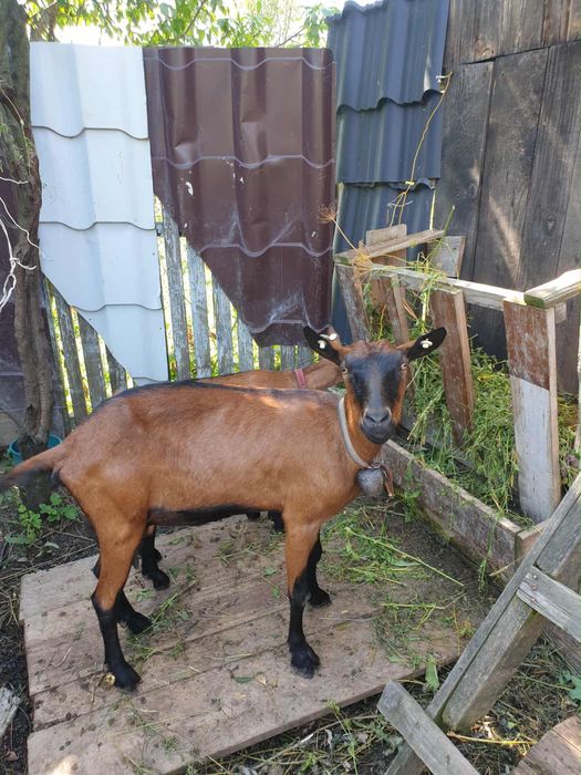 Vand capra alpin franceza