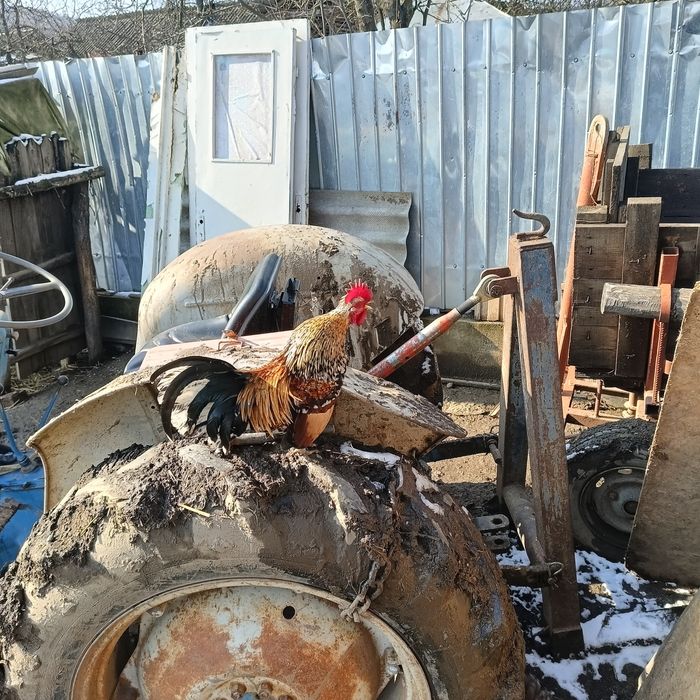 Vând cocoșei americani