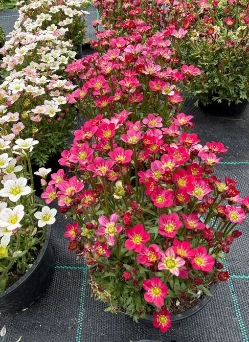 Саксифрага.    Разсад