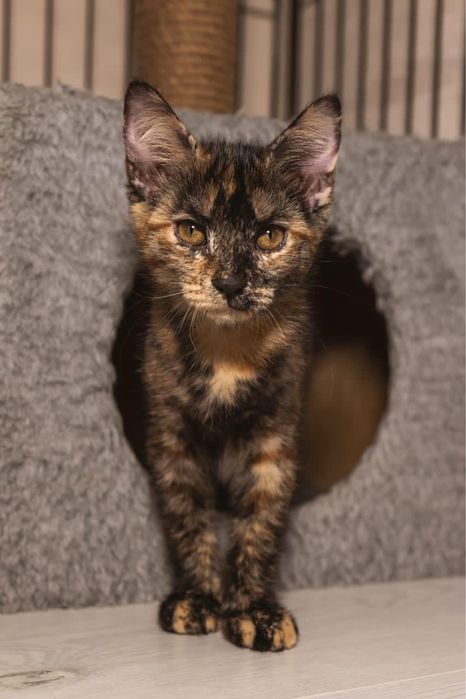 Кошечка девочка ласковая