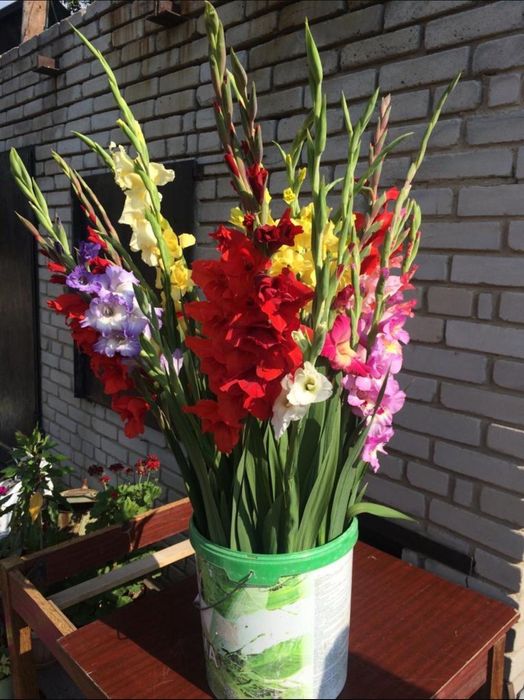 Гладиолусы разных сортов