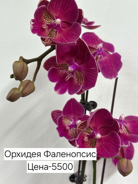 Продам комнатные цветы