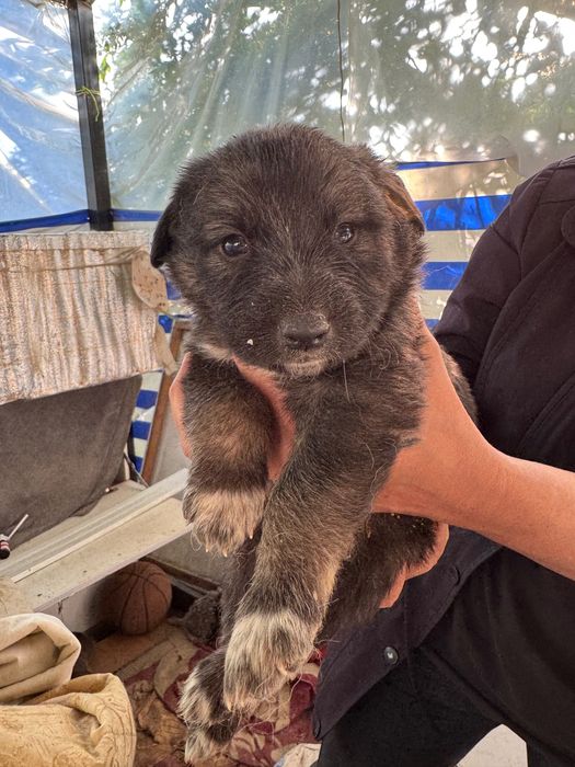 Животные собаки щенки