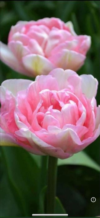 Bulbi de lalele 100 buc 60 lei