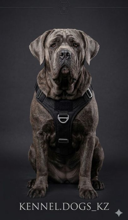 Щенки кане корсо