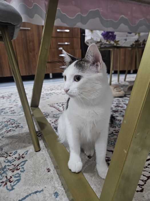 Турецкий ван кошка бесплатно.