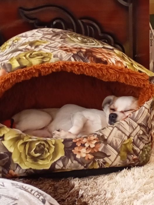 Сабака умний милий