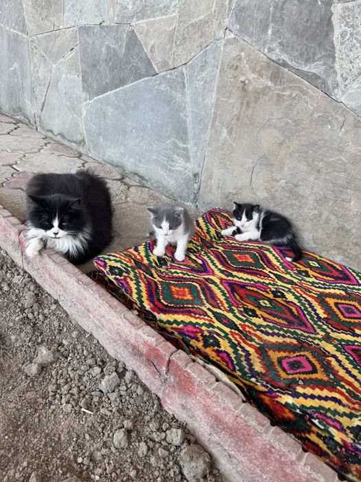 Котенок 2000 тг мальчик