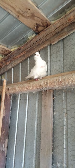 Vând porumbei pescăruș chinez