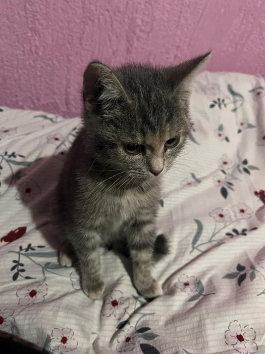 Отдам в хорошие руки