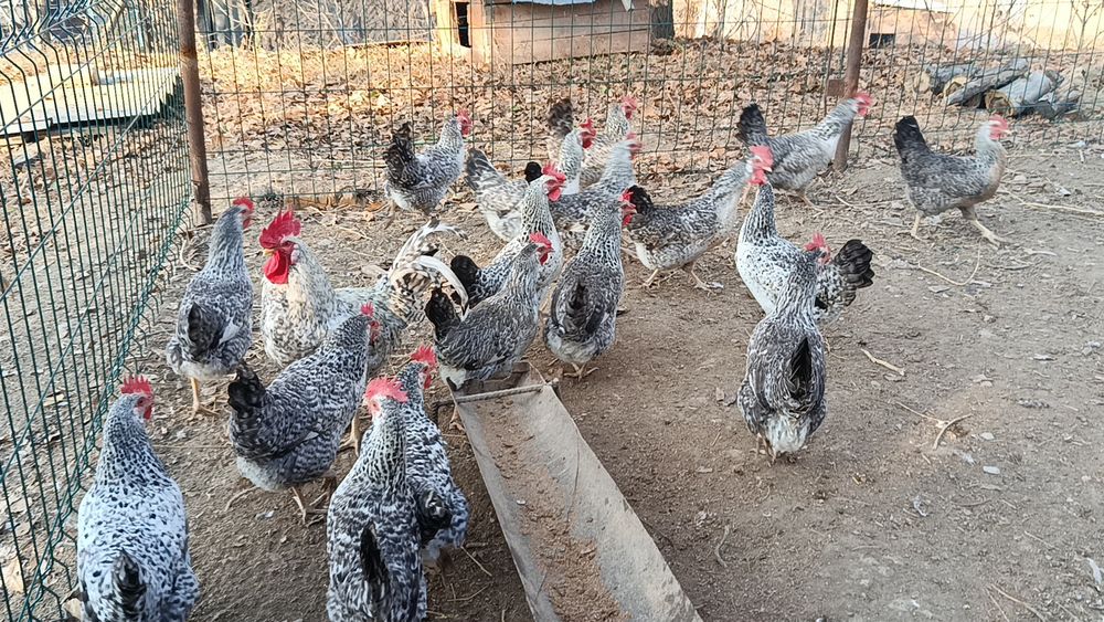 Барковская барвистая парода жўжаларига заказ оламиз