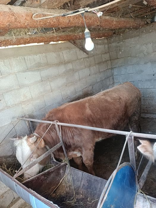 Продам 3 бычка упитанные