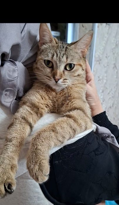 Ласкуша Марусечка в добрые руки!
