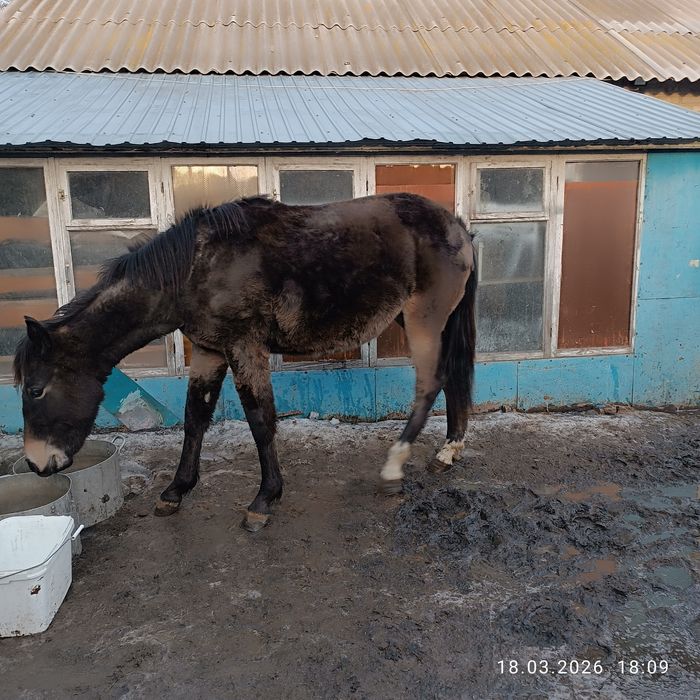 Продам  кабылку.